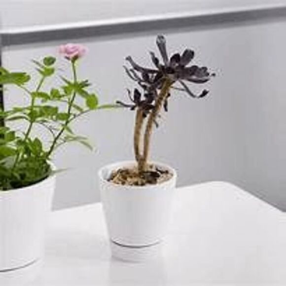 Mainstays Pottery 4" Matte White Ceramic Planter with Saucer - 2 Planters - Picture 3 of 3